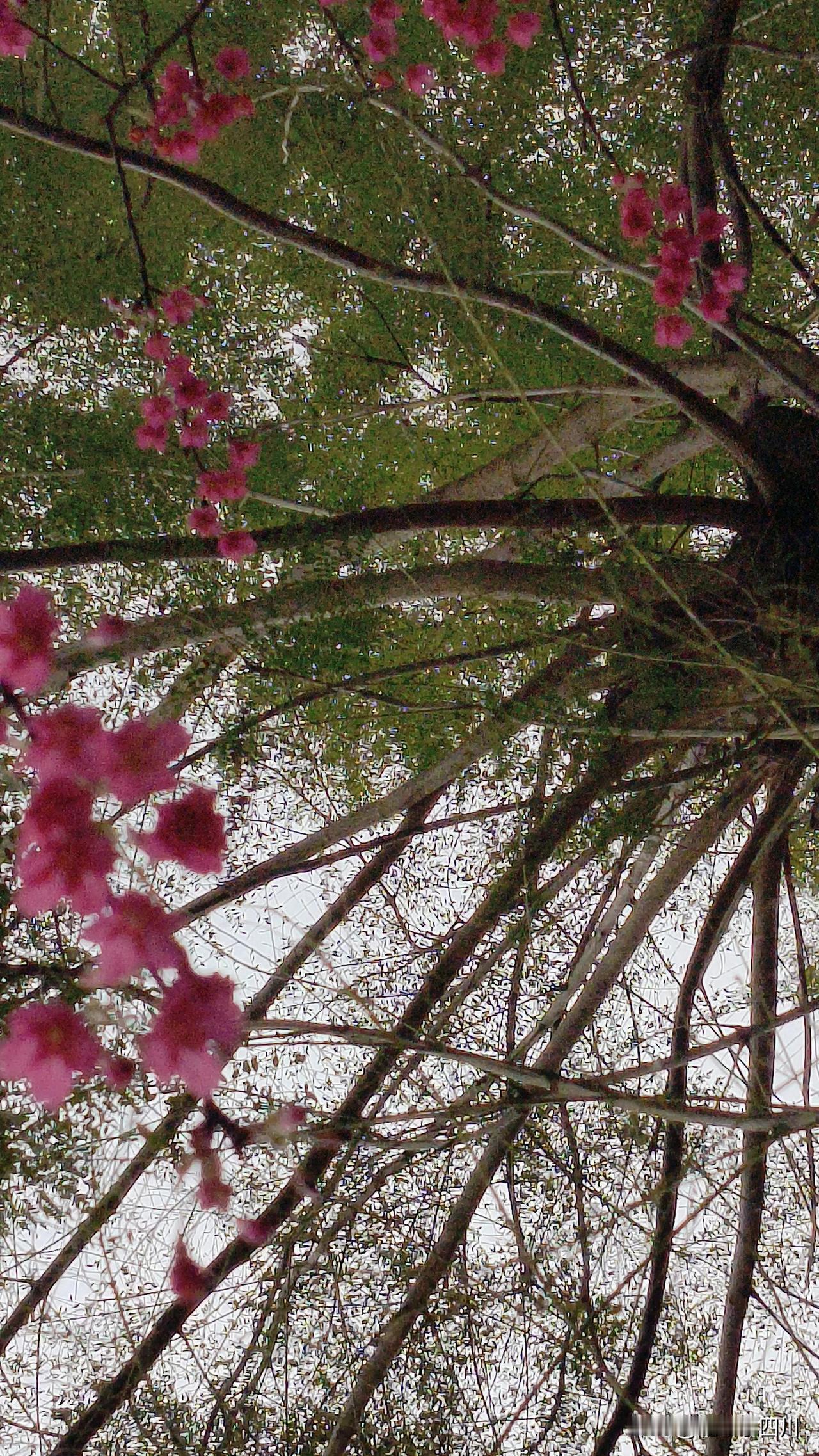 亲爱的朋友们
请问有谁知道这是个
什么树的花吗？
可以告诉我吗？