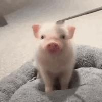 🐷 