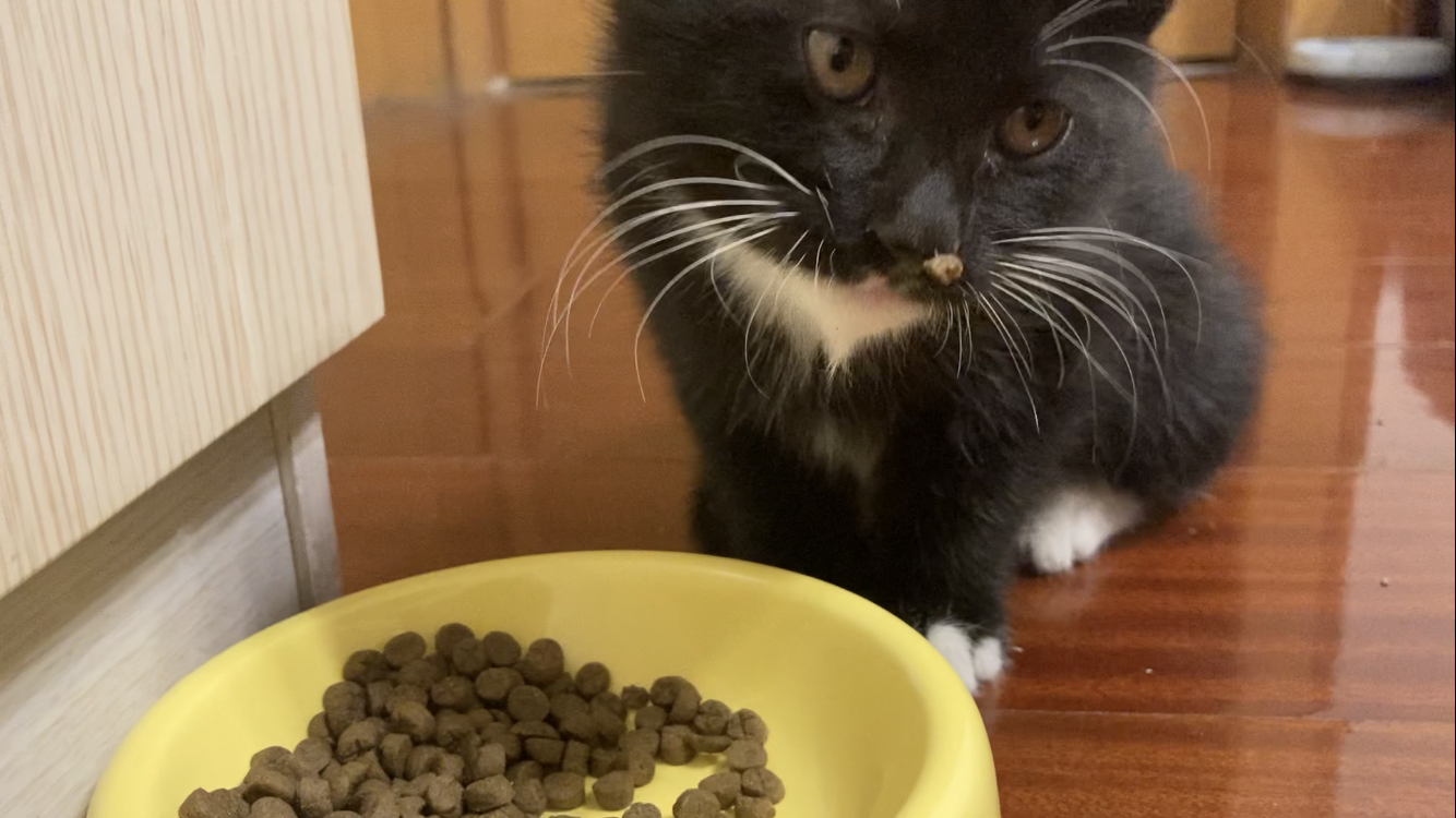 有笨猫……吃饭吃到自己鼻子上去了