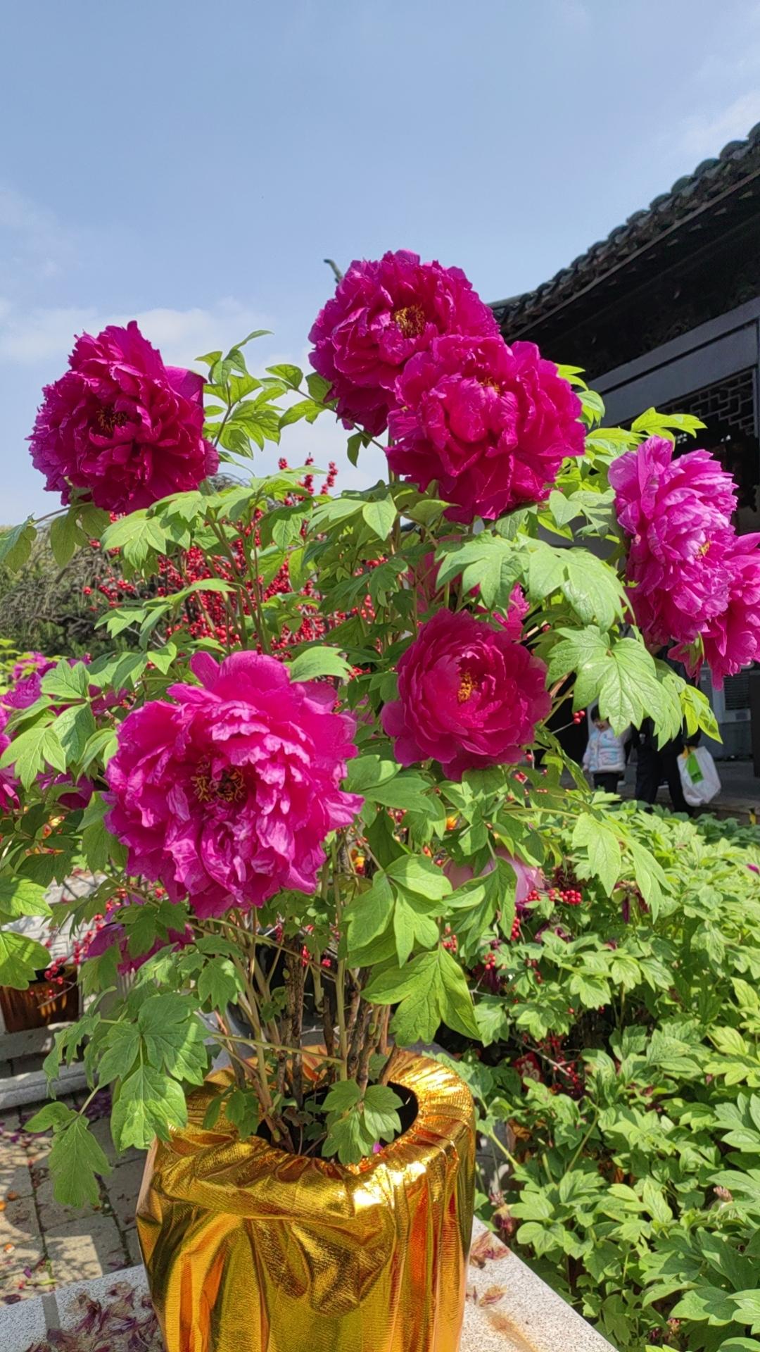 分享一张你拍的花，什么花都行此花是中国的国花，品名叫牧丹，国色天香，惊艳人家，花