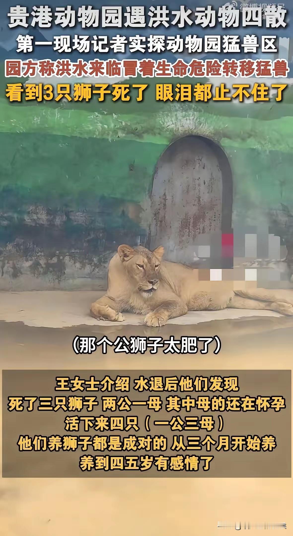 明眼人都看得出来。
贵港动物园。
把猛兽区的铁门，锁死了。

不是饲养员忙着逃命