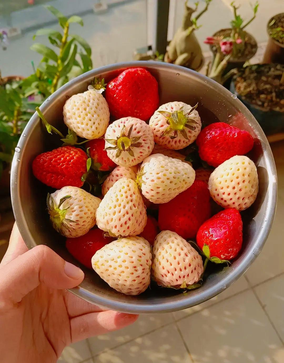 老祖宗留下来的规矩：

1、买房看梁，娶媳如看丈母娘。

2、长辈不上桌，晚辈不