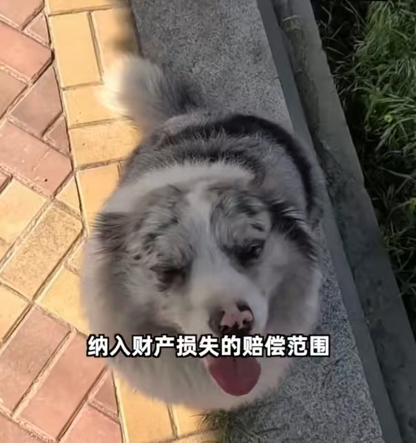 百万网红犬锄头被盗宰杀案按物品估价偷狗者以 180 元卖掉锄头牟利，案件刑事估价