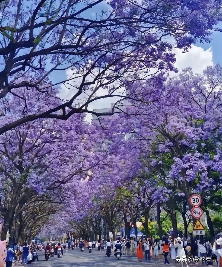 目前想去的地方是西昌，四月的西昌，是被蓝花楹晕染的梦幻之城。

作为国内顶级蓝花