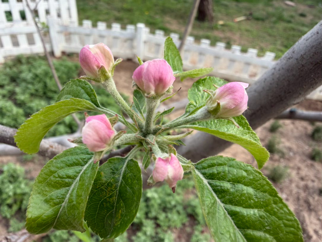 繁花皆似锦，所行皆坦途。 