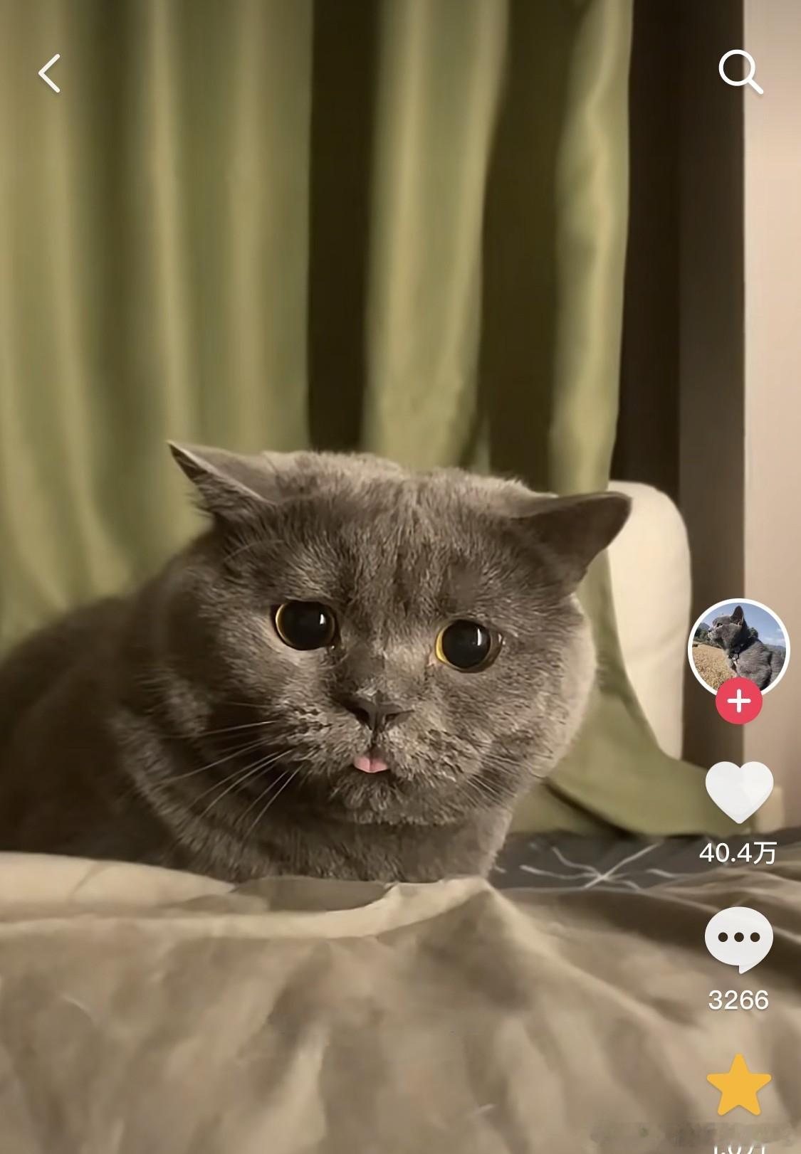 网友家的猫咪总是将自己的舌头吐出来一点，网友以为它身体有什么问题，就带它去医院看