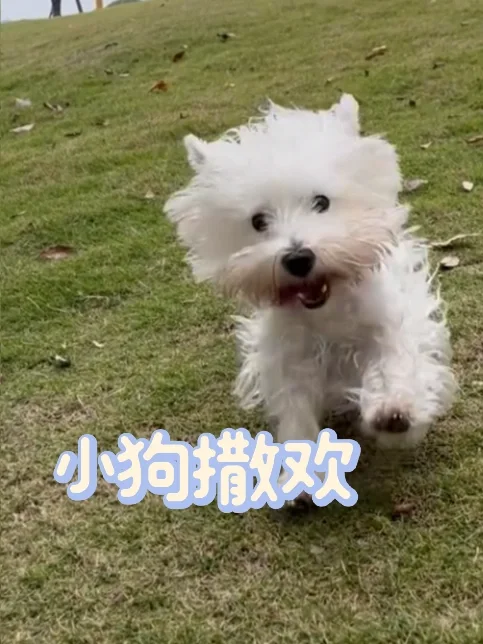 你的小可爱正飞奔而来 🐾