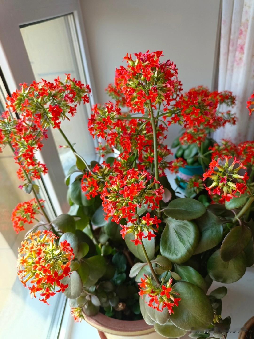 下雨不避雨,长寿花不黑腐吗?
长寿花在夏天里水浇多了都黑腐，更别说下雨天不避雨了