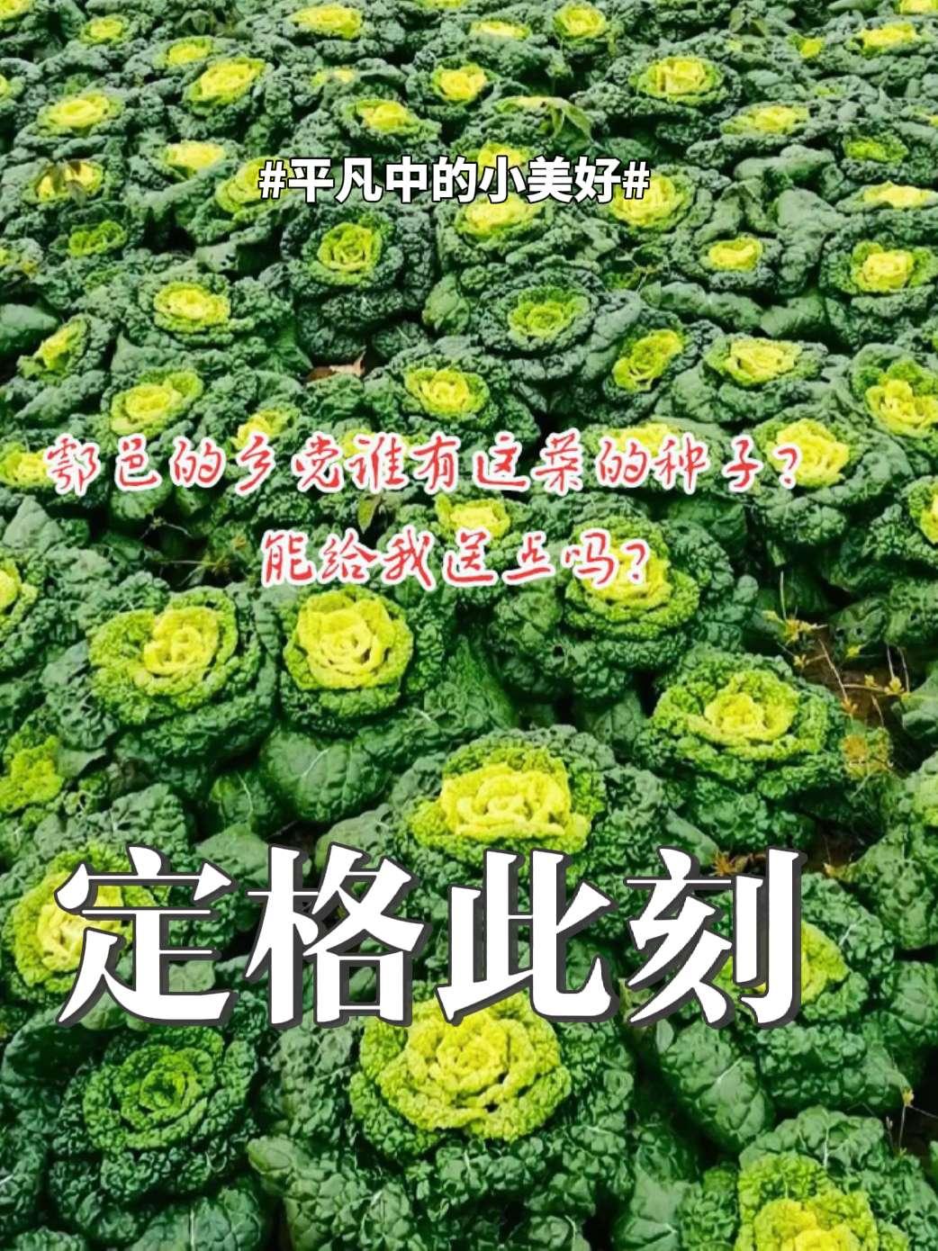 陕西关中鄠邑的乡党谁有这种菜的种子？能给我送点吗？三农种植 三农 农业种植 热点