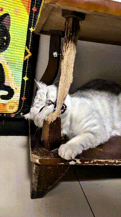 乖乖嘞，看看俺家这造孽小猫！成天趴茶几底下，抱着桌腿又是啃又是挠。
好好实木桌子