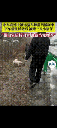 “这就是‘命’啊！”安徽，一女子和男友驾车在高速行驶时，前方运猪崽的车挡板掉了，