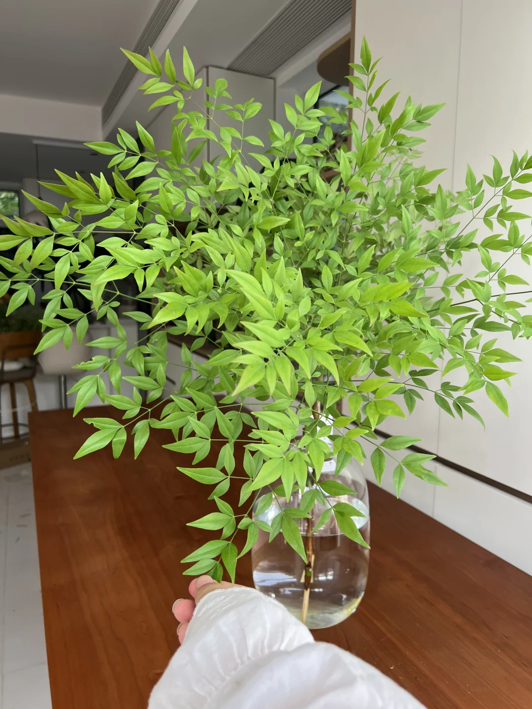 夏日的室内小森林-南天竹🌿