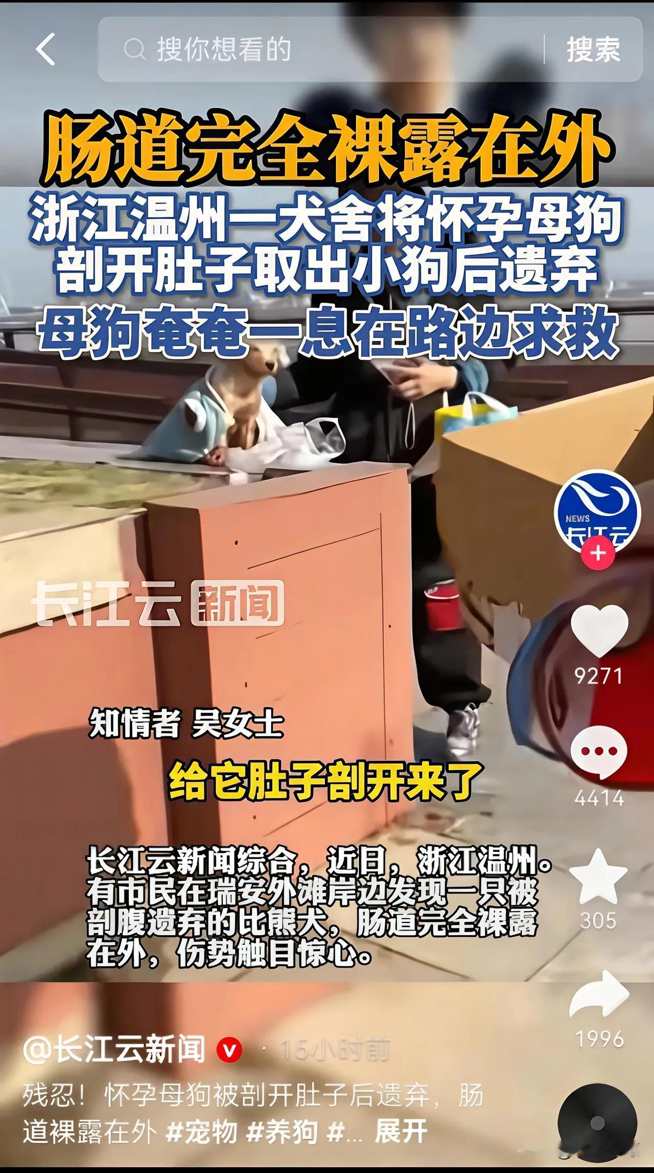 温州这只被活剖后丢弃的比熊，

    真的看得人心脏揪着疼！

    没麻药