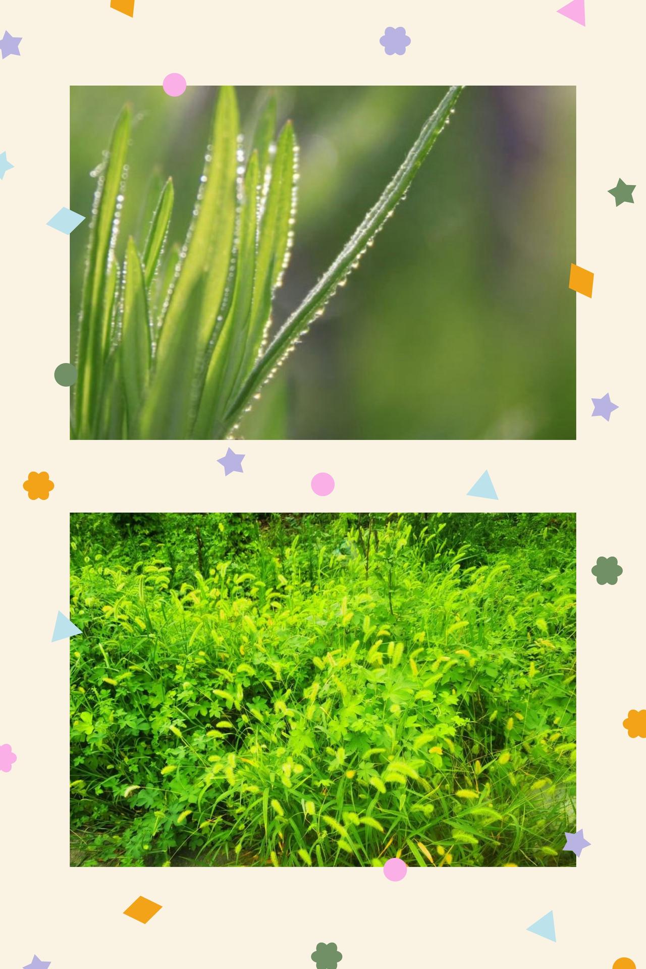 草色青青忽自怜，浮生如梦亦如烟
又见草色青青，风过无痕，忽然间心生轻叹。人生一世