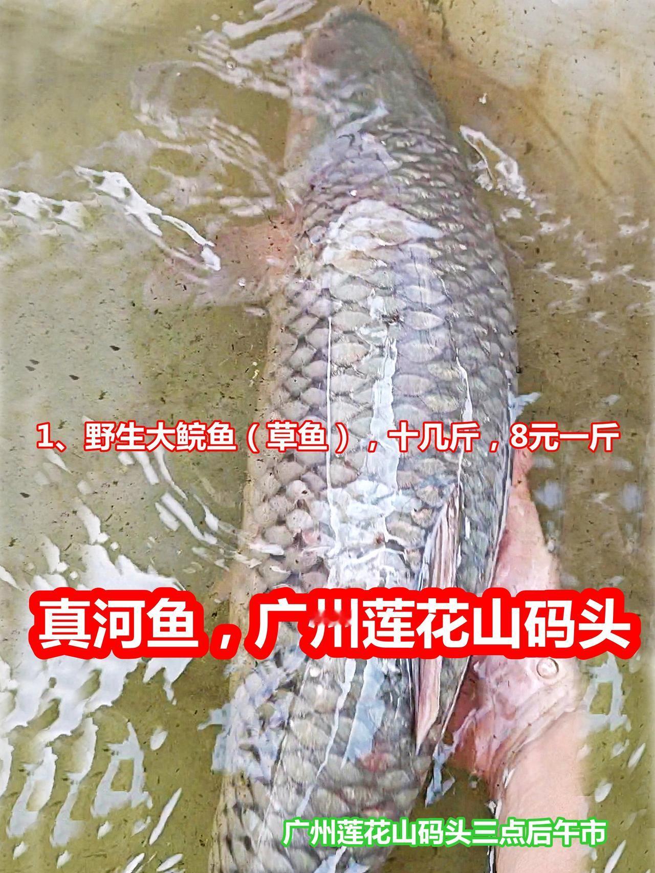河鱼档，大草鱼、大鲤鱼，刚死金边挞沙可惜

广州莲花山码头，河鱼档，有大鲩大鲤，