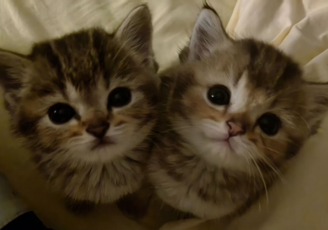 可爱小猫情头☆  ̫ ꉂ 