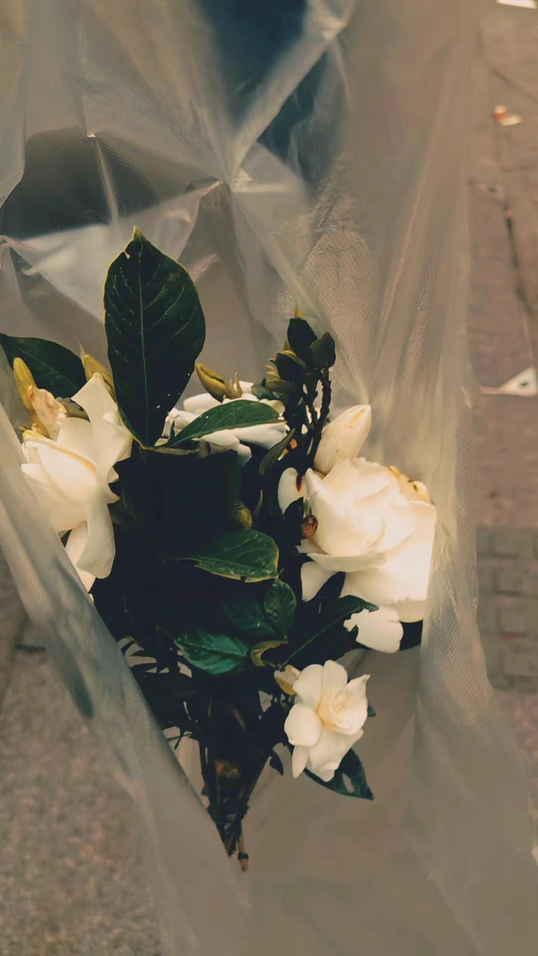 栀子花香，恰似一个人的温柔