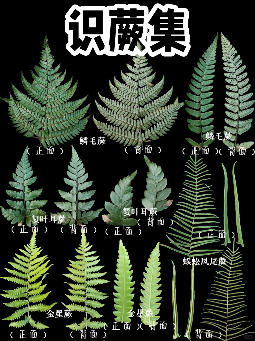 【识蕨集】蕨类植物太多了，中国约有2500种