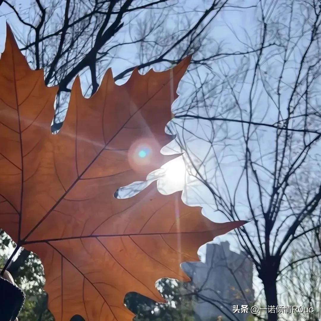 因为最近老加班到深夜，所以有十多天没有回去看父母了。买了蔬菜和肉，最近血糖高，没