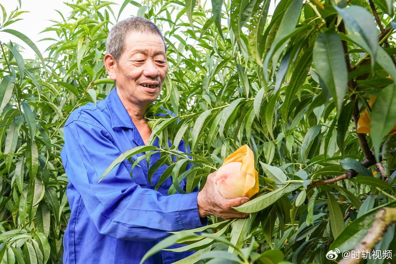 轨道运输车助力宁波水蜜桃丰产增收 7月16日，江北慈城蒋家农场60亩湖景蜜露迎来