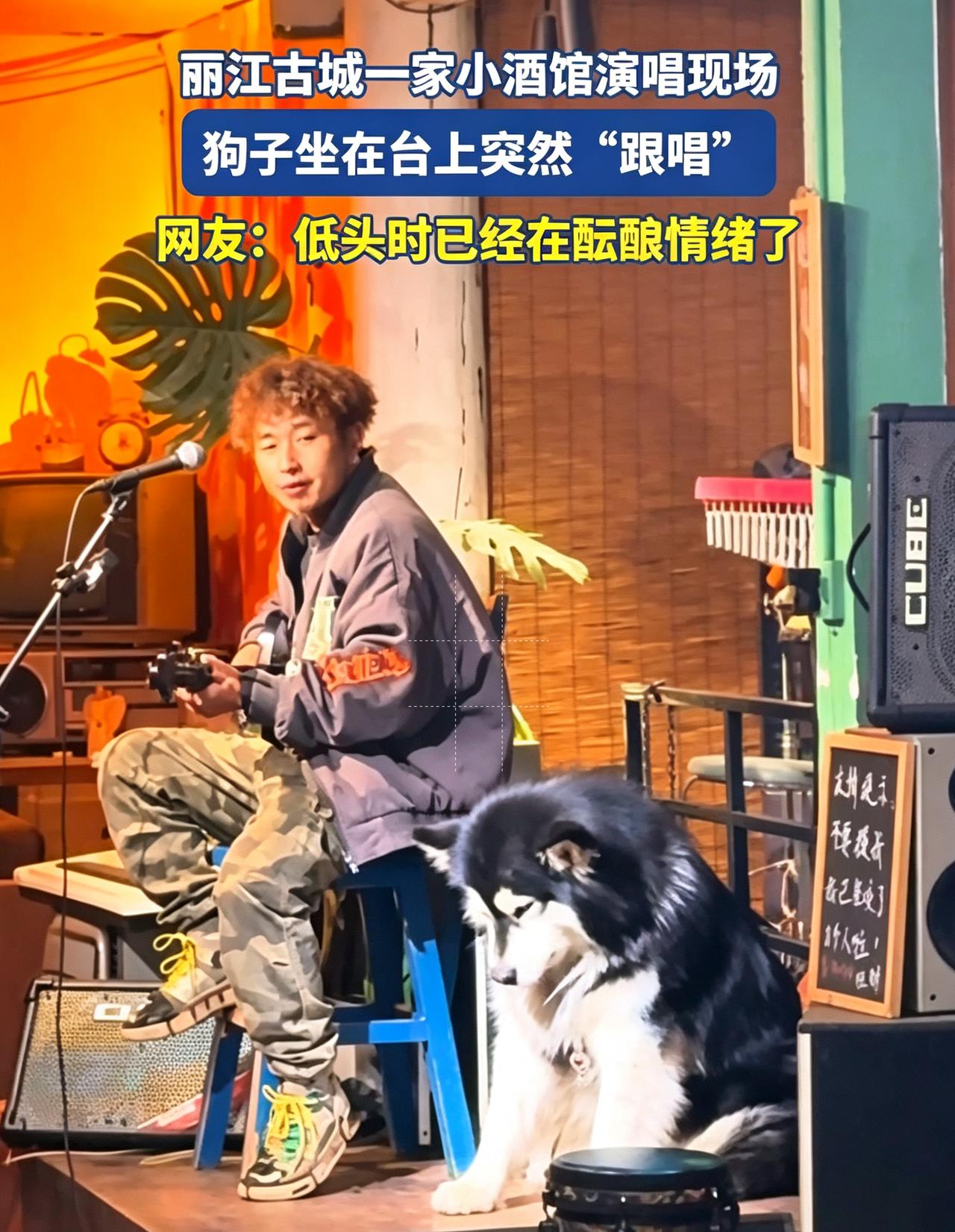 太神奇了！丽江古城一家小酒馆演唱现场，狗子坐在台上突然“跟唱”起来，而且声音和节