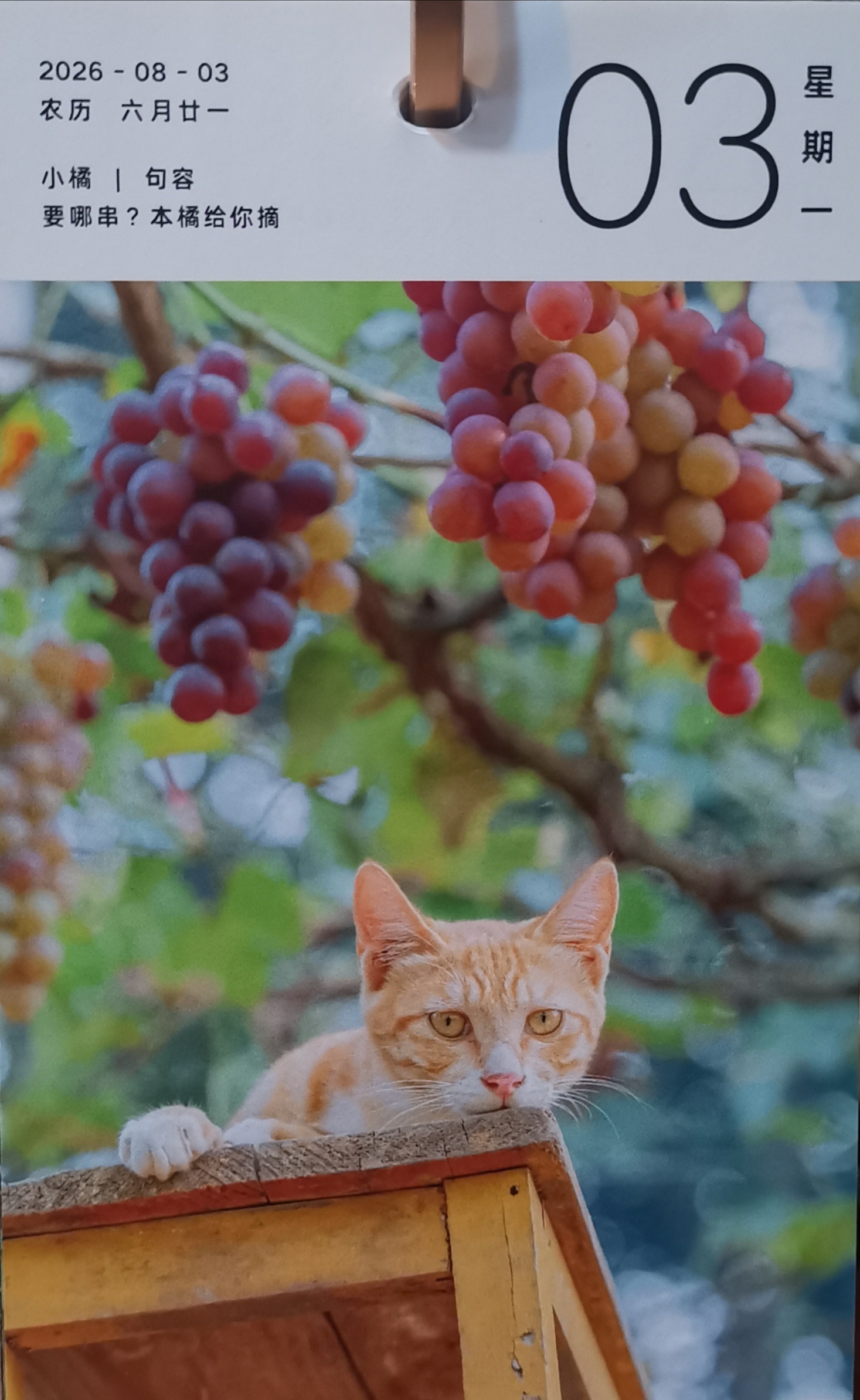 猫宁。今日多帅强弟。一日二猫，洋猫中猫，昨日今日。 