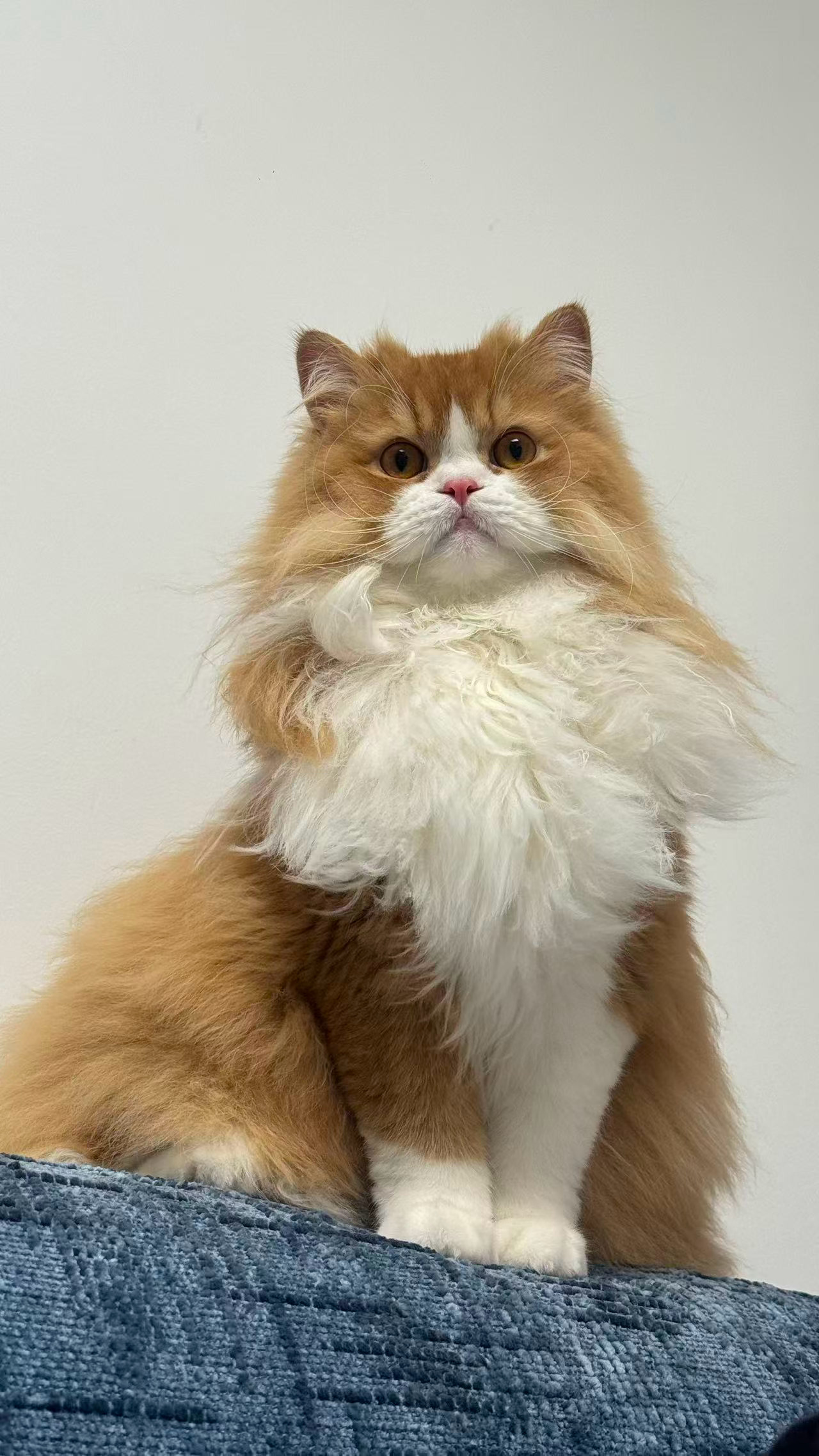 每日萌宠打卡萌宠一只端庄的小猫，随时随地坐姿都是这么端正！ 