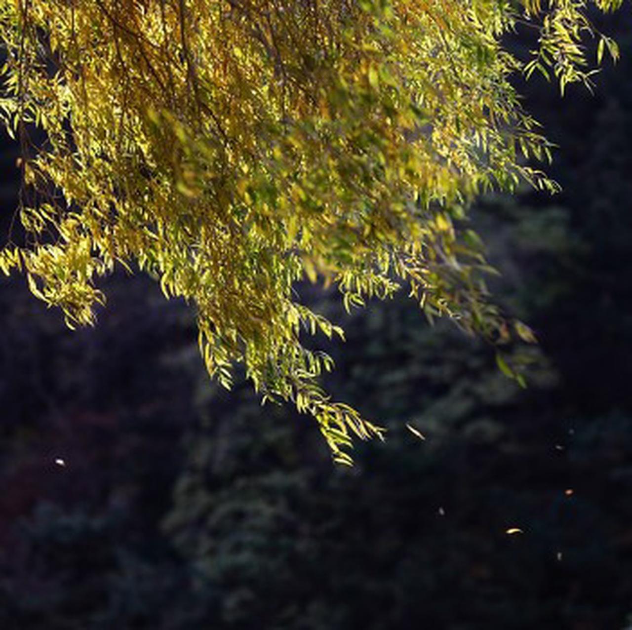 看到“淡淡淡寒烟落花雨”这个下联，瞬间感觉有股清冷孤寂的氛围扑面而来。我觉得上联