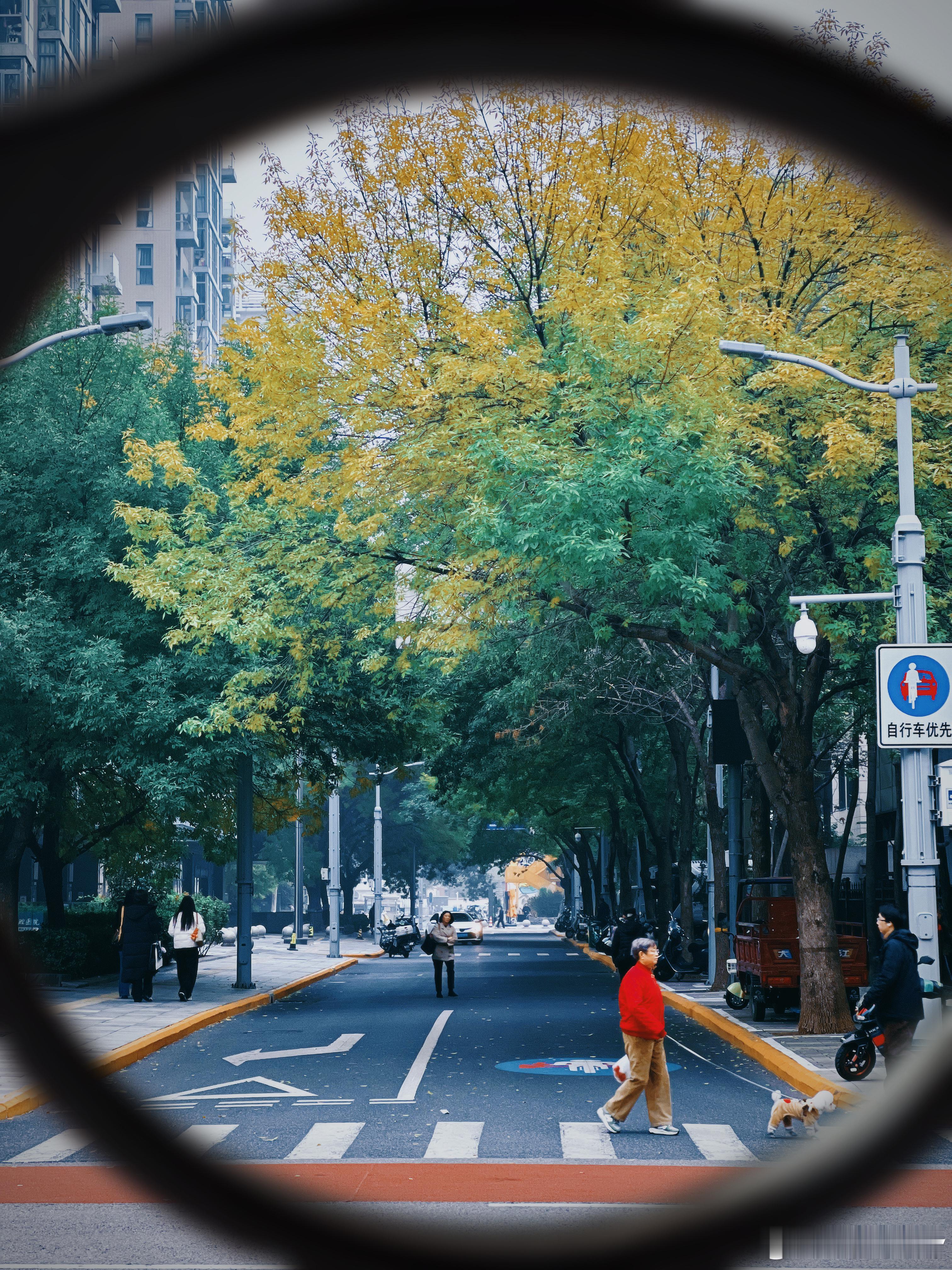 中关村西区的清晨，美丽上班路北京秋景如画摄影​​​