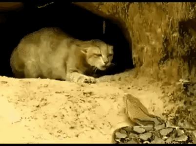 为了保护小幼崽，猫妈妈爆发出强大的战斗力。