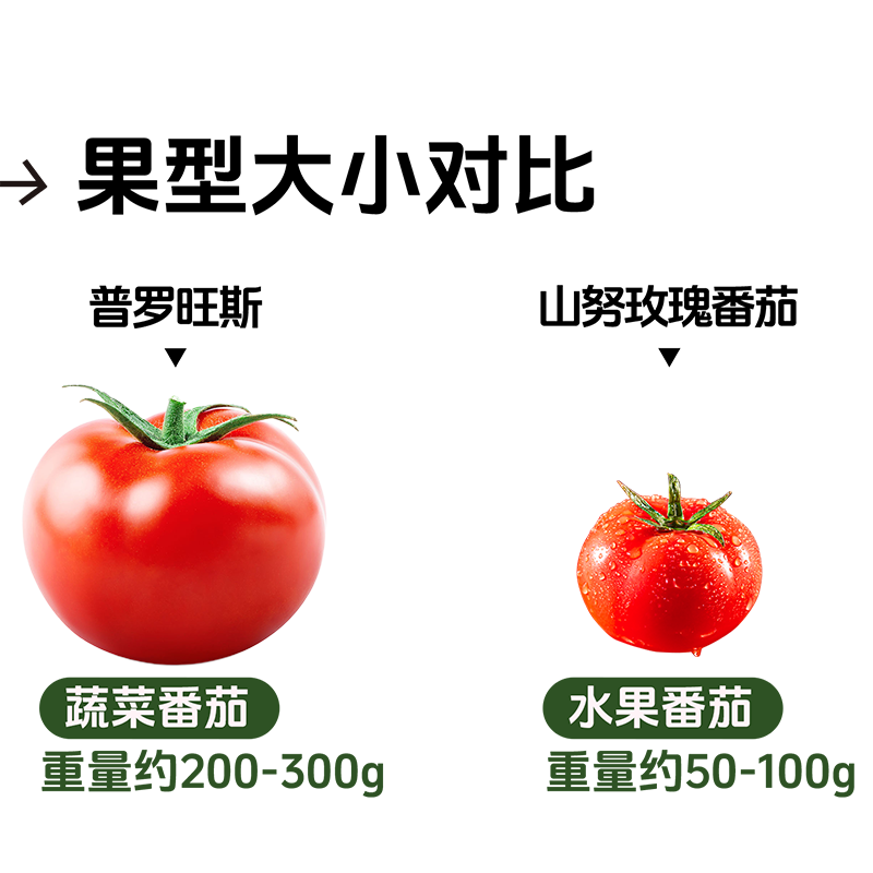 【🌹玫瑰番茄】自然界的