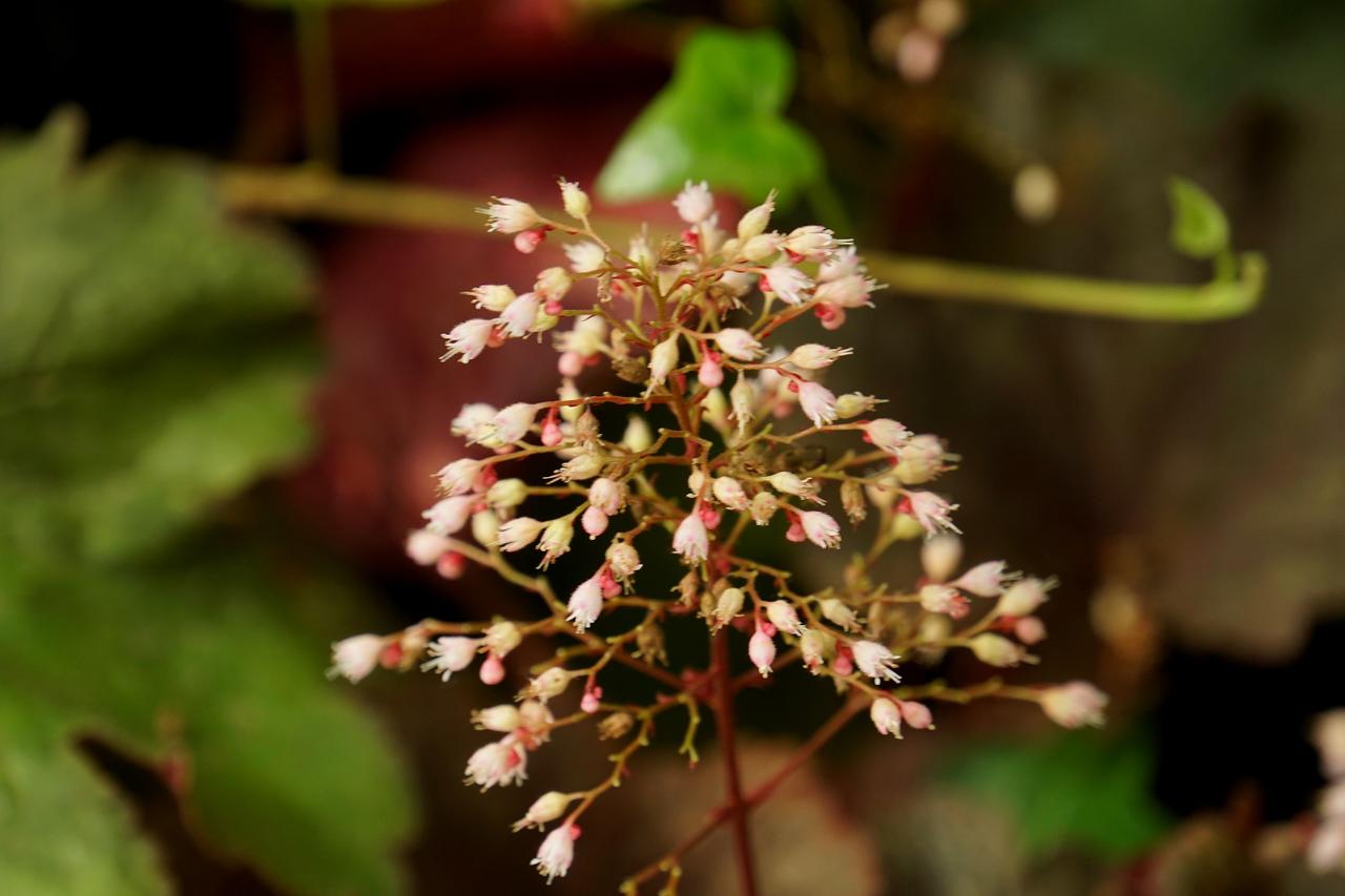 凌源百合园各种奇花异草