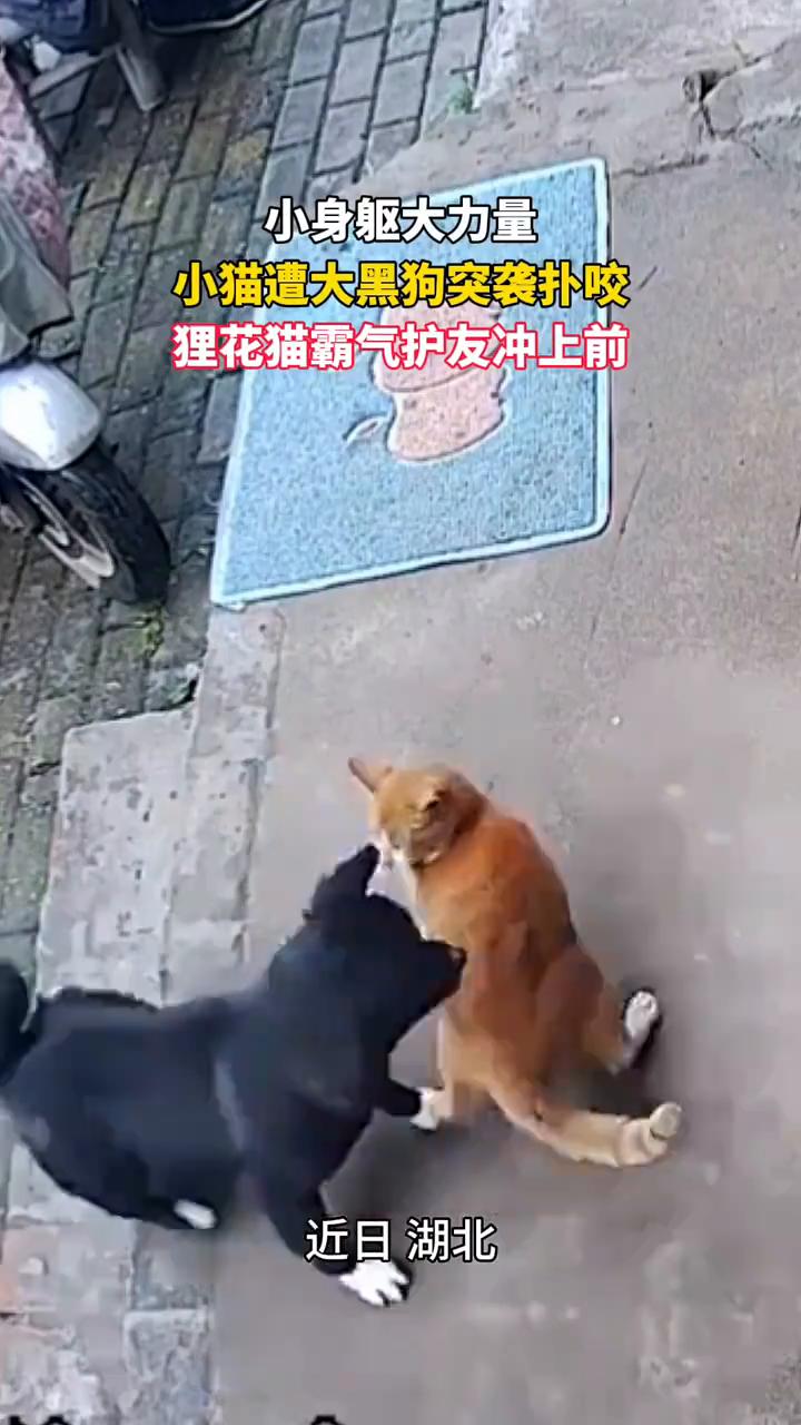 小身躯大力量，小猫遭大黑狗突袭扑咬，狸花猫霸气护友冲上前。
近日湖北，狸花猫霸气