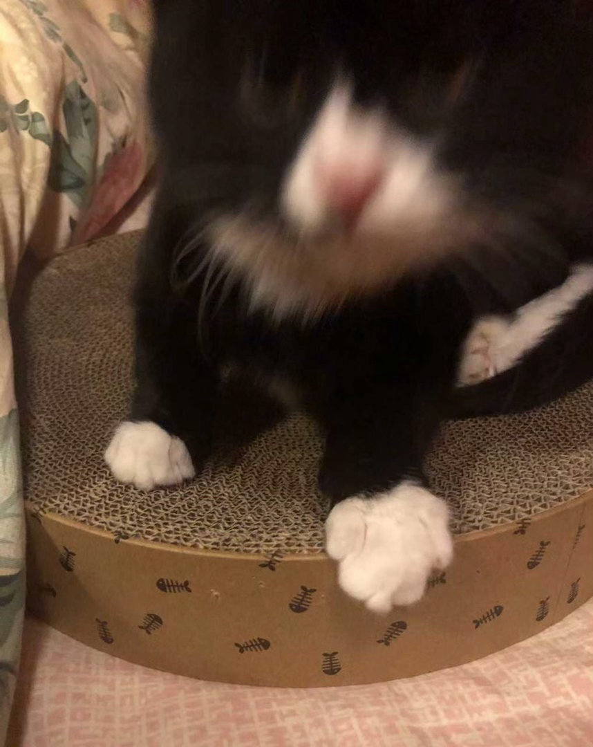 我将给您一个摸摸，不准say no！daily奶牛猫 （投稿：） 