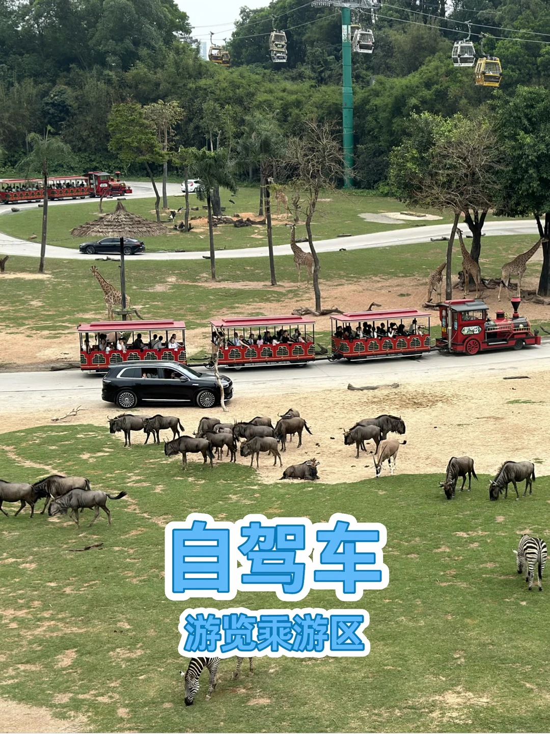 长隆野生动物世界自驾车看动物