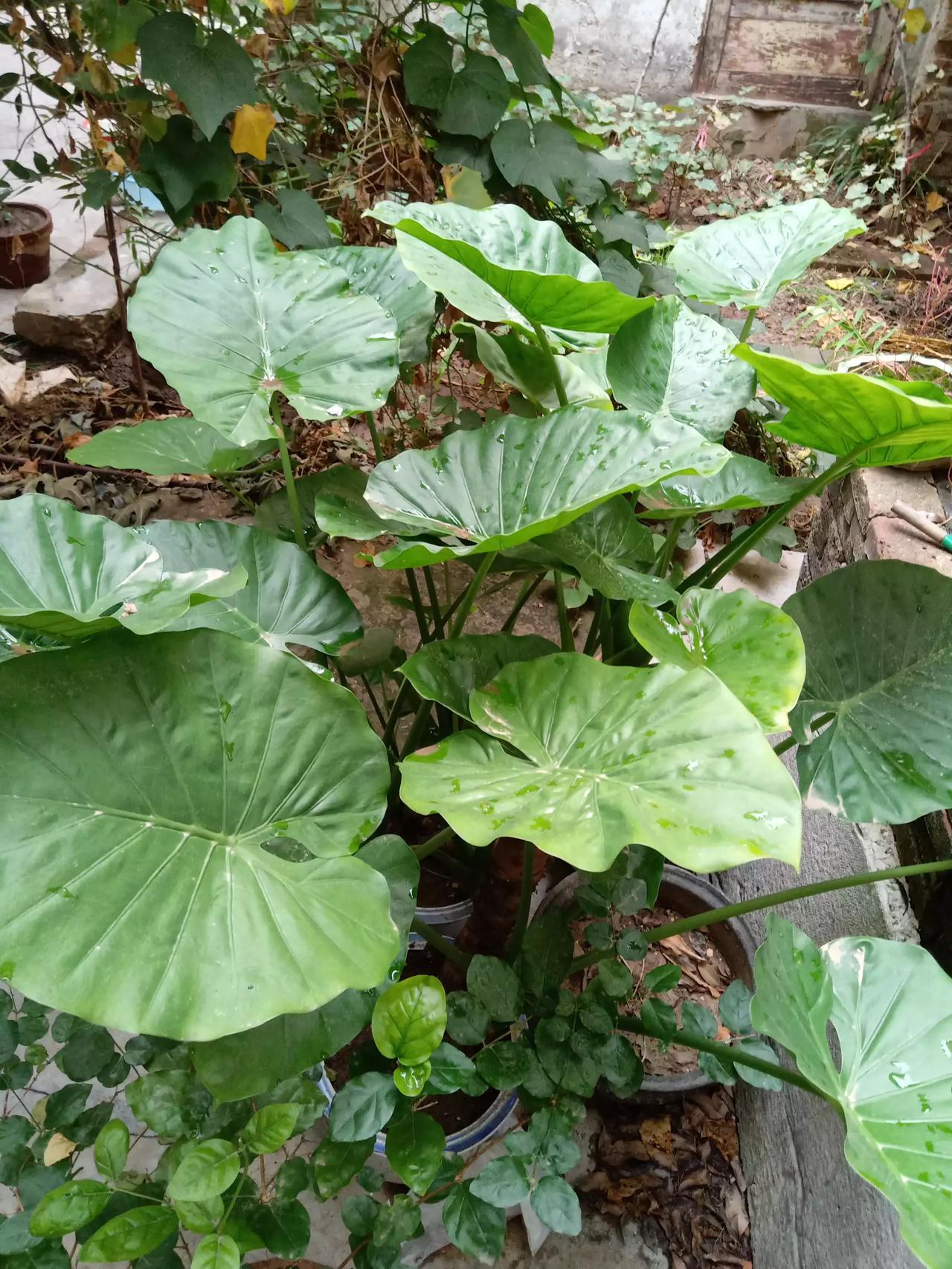 @秋日生活打卡季庭院的秋天。