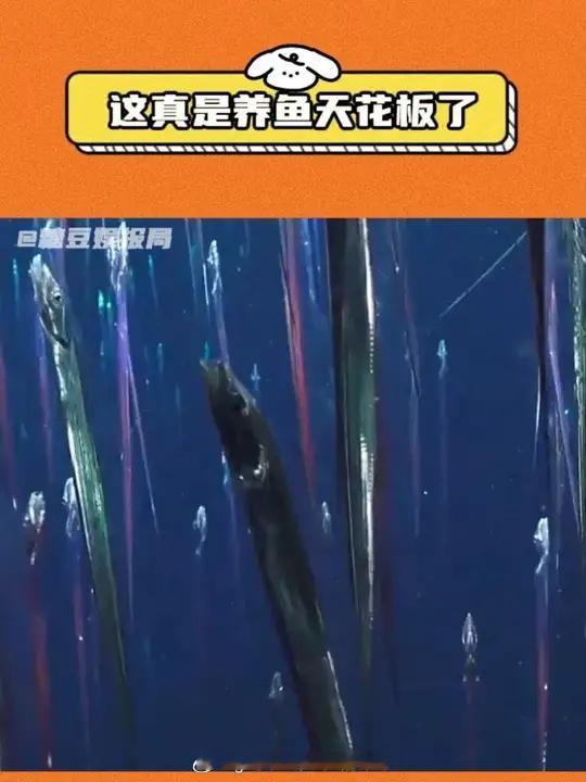 见过养鱼的，头一次见养带鱼的 