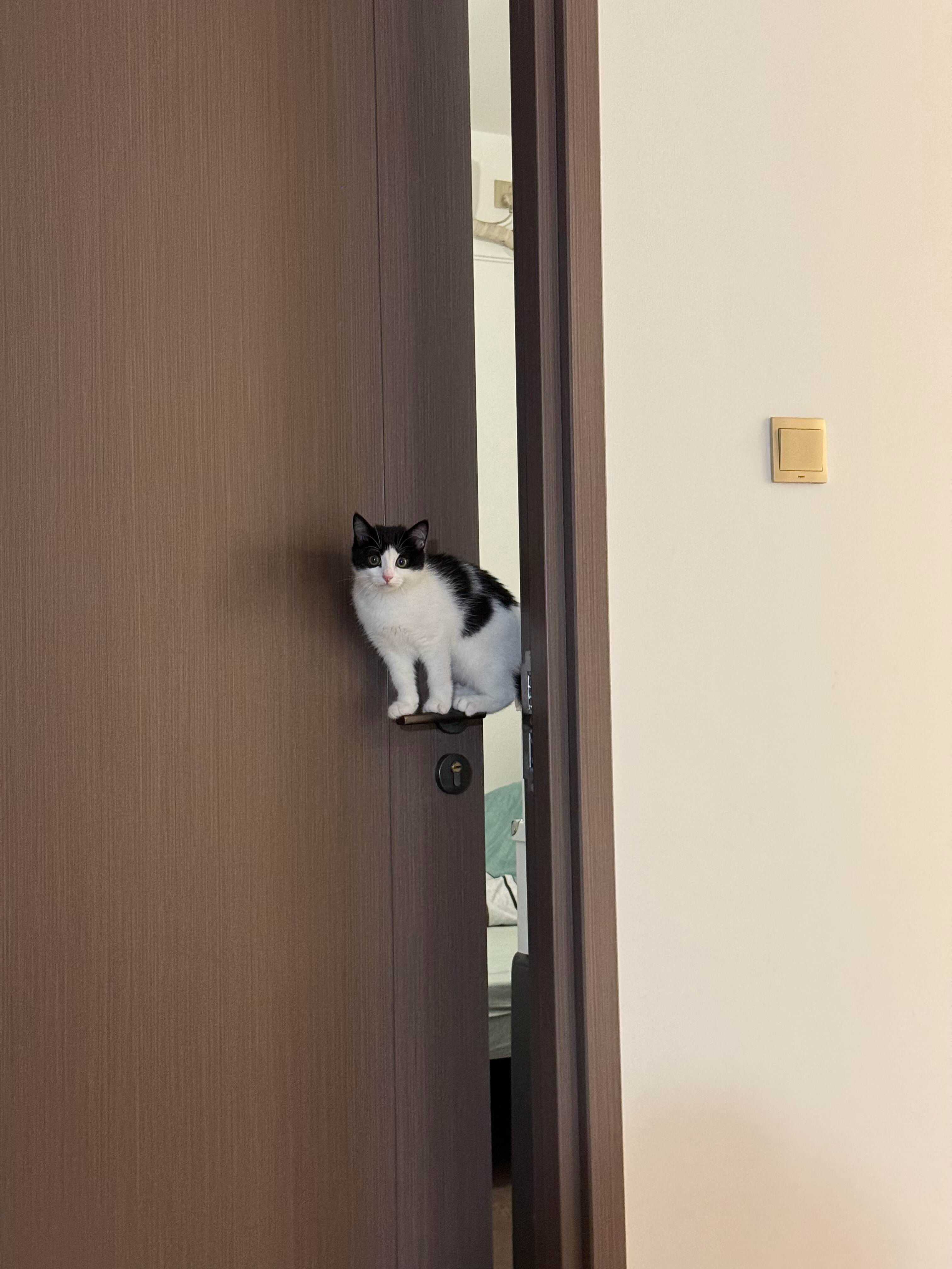 人！快看咪！闪亮登场！ ​​​