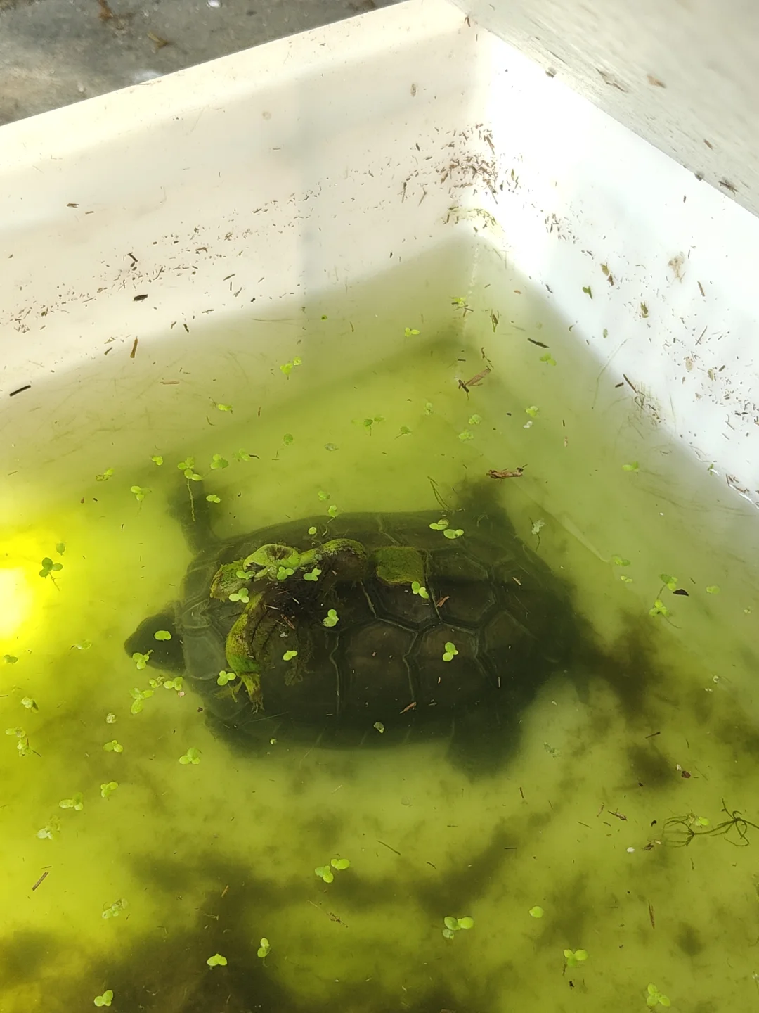 🐢浅水过冬