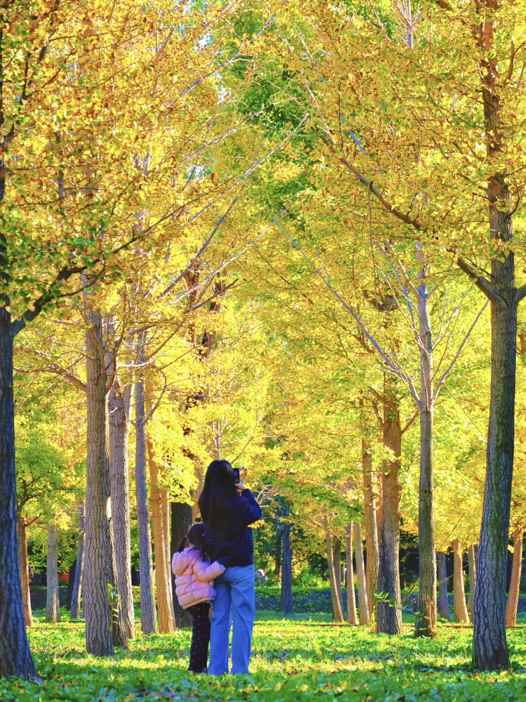 10.24实探❗️东坝公园的银杏浓度已达100%❗️