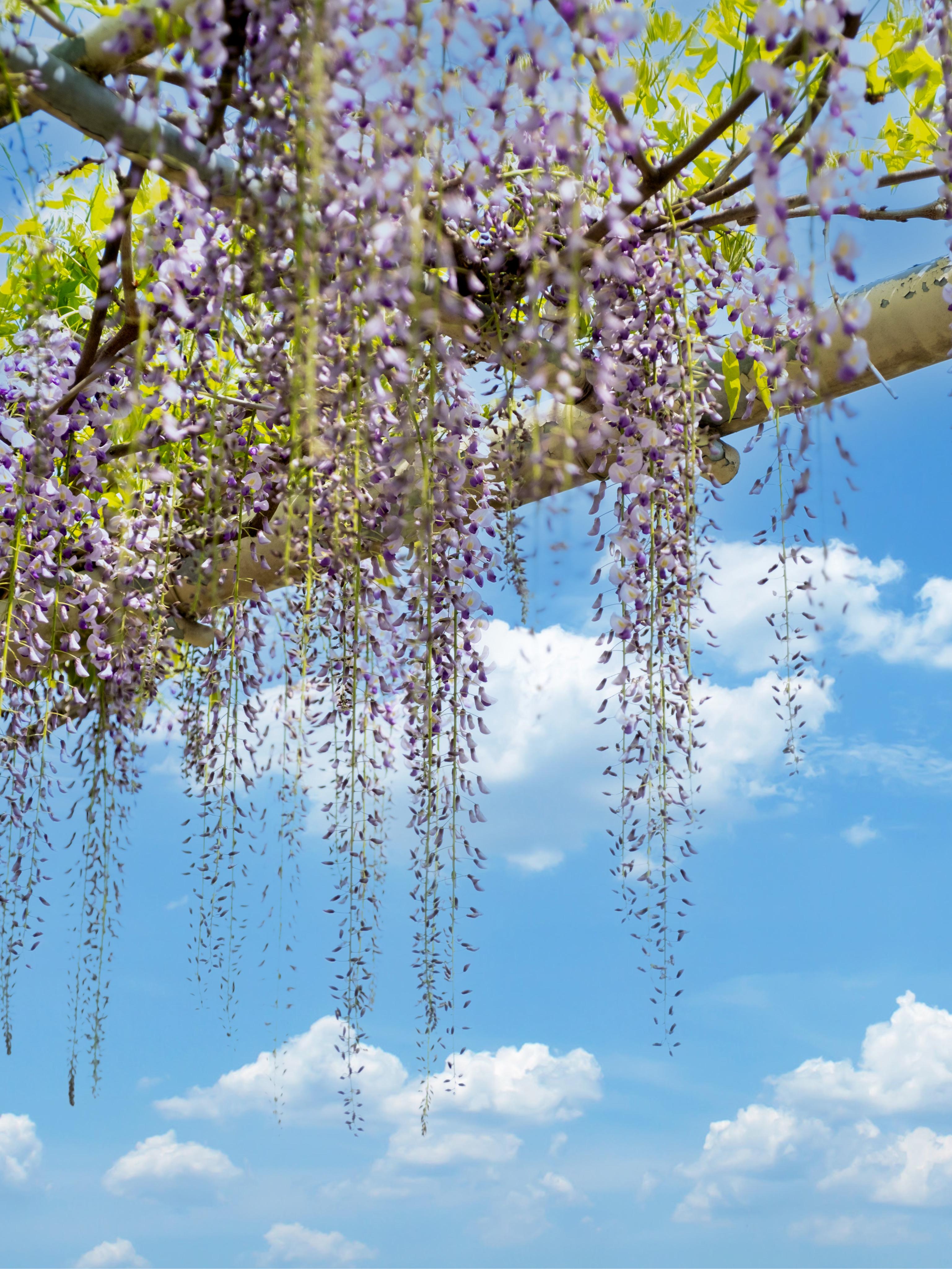 500米紫藤长廊带你进入限定版紫色绮梦。下渚湖·湿地公园鸟岛之上 藏着...