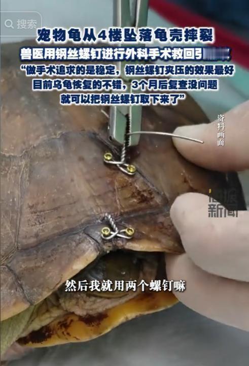 "这种救治太硬核了！"5月15日，一则关于"坠楼乌龟接受精密手术"的暖闻刷屏。长