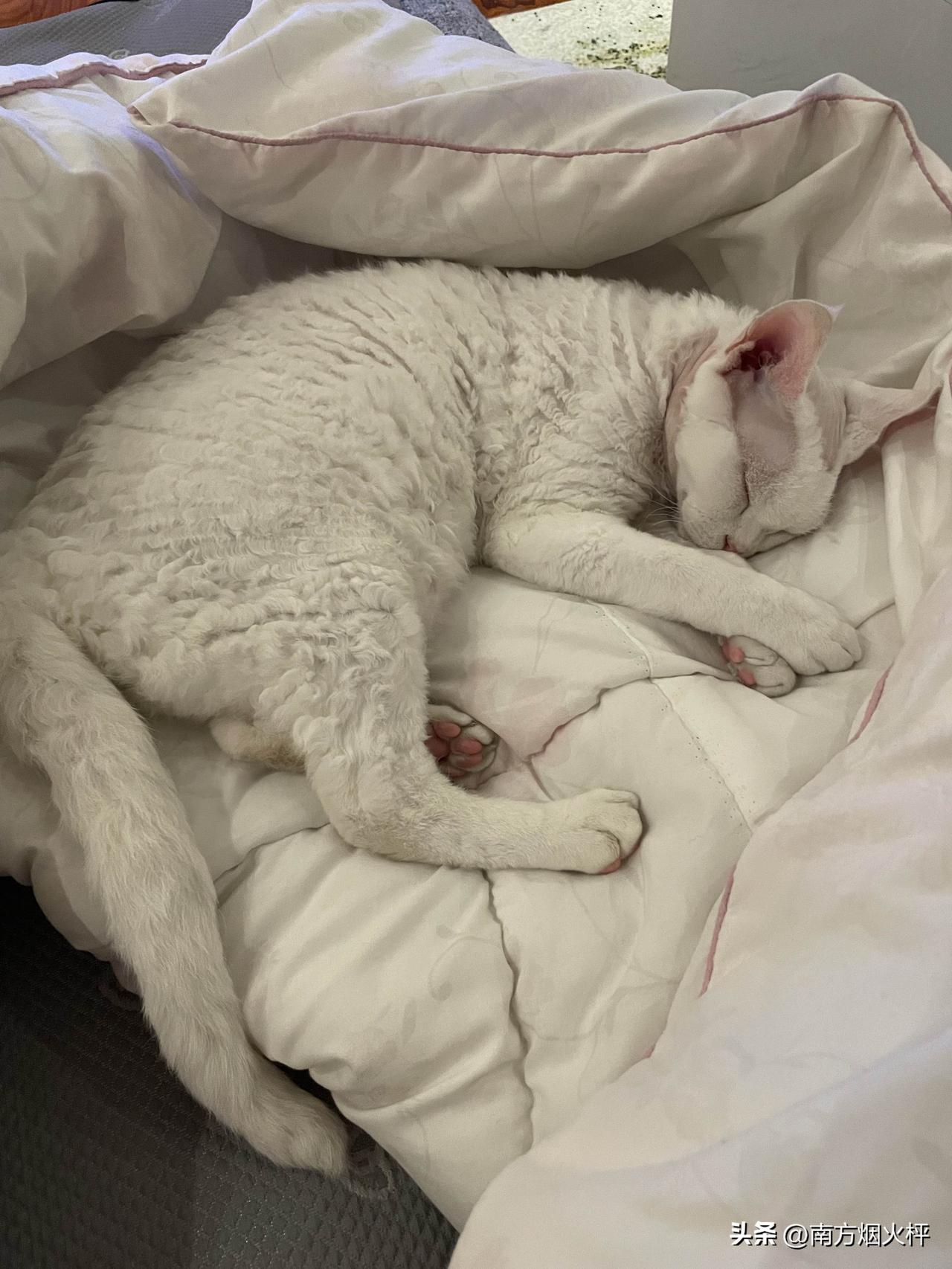 昨晚，我家的可爱小猫咪睡得可香了。下雨天，凉爽舒适，小猫咪早早地进梦乡啦。