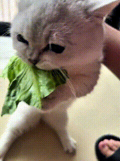 哎呀妈呀老铁！咱家这小猫养得也太省心了
别人家猫咪顿顿惦记肉跟鱼，它倒好，专爱吃
