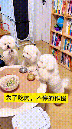咱家这几只小泰迪，为了口吃肉那是真不要面子啊！
一个小家伙叭叭不停作揖，速度贼快