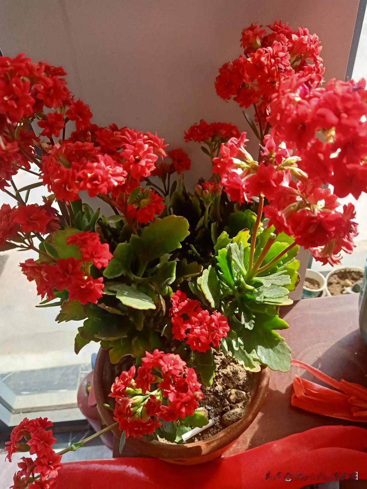 阳台花草近况室外天寒地冻，北风那个吹，阳台内温暖如春，鲜花绽放！