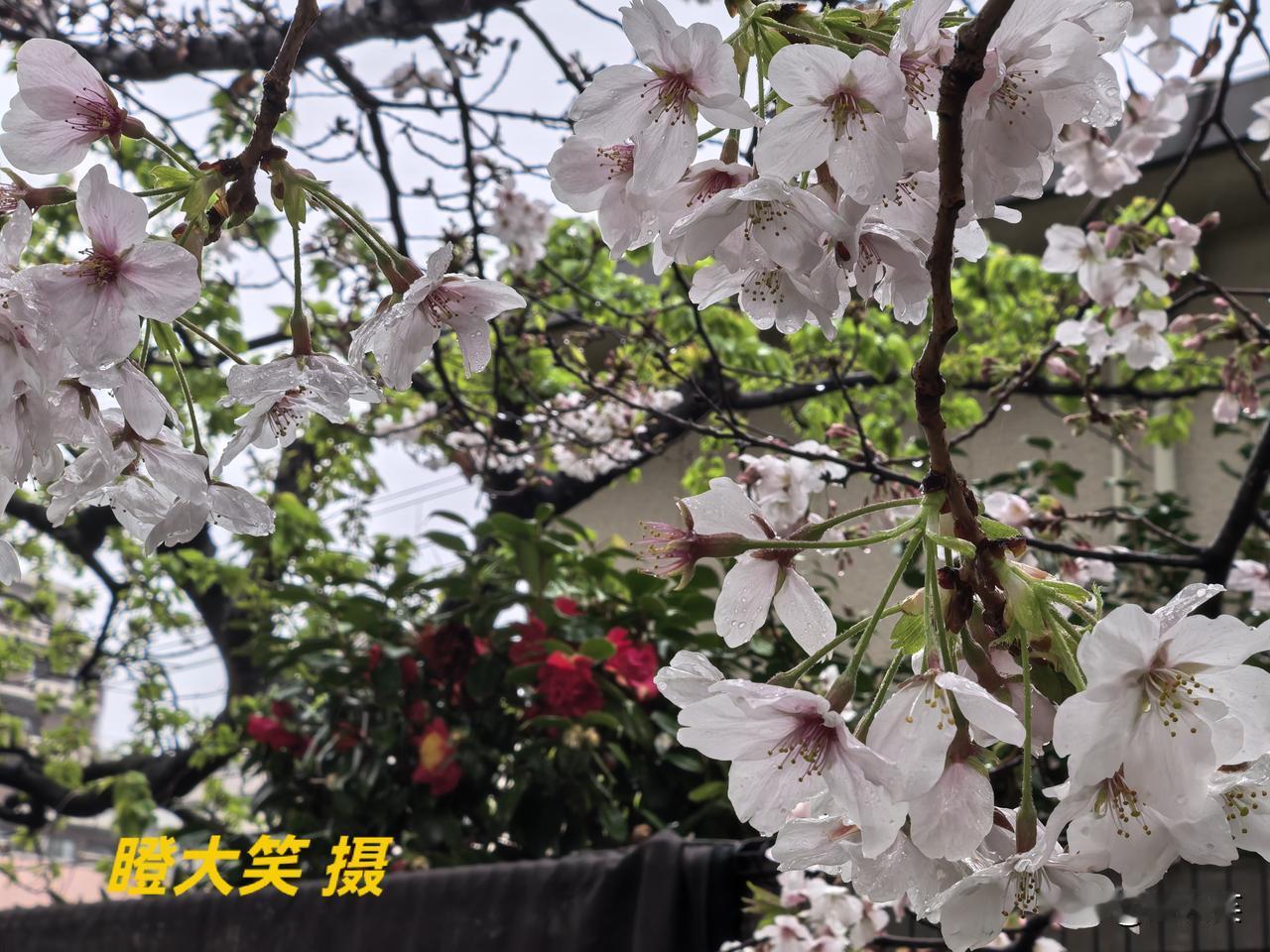分享一张你拍的樱花照片。墙外红花绿叶，墙内粉樱含露。这是温柔静美的春日私语，一墙