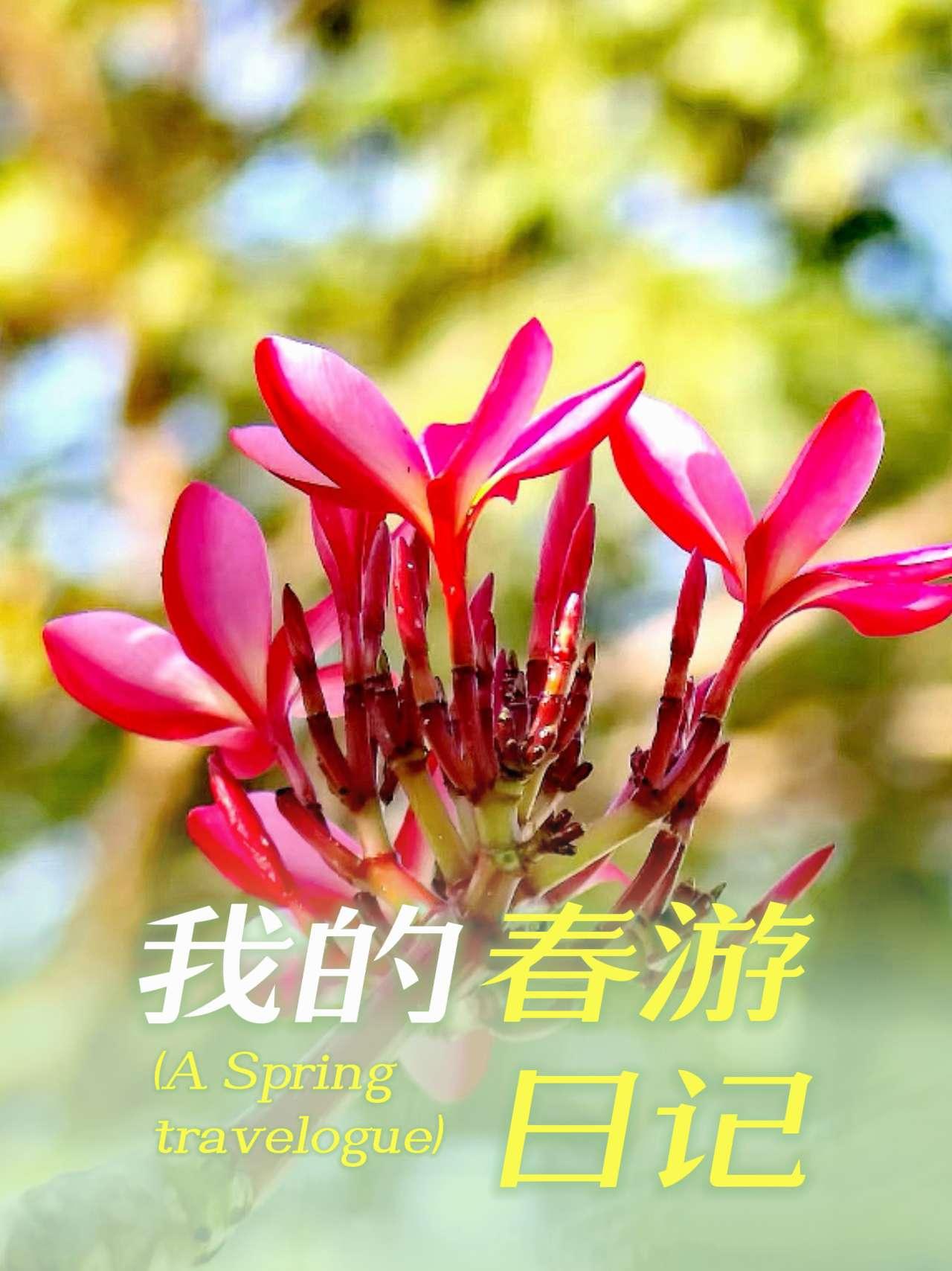一首好听的夜来香献给你，希望你能喜欢！