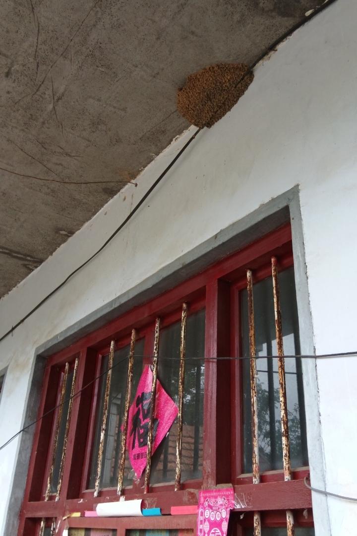 我家的燕子窝在房子前厦底下，遮雨挡风还朝阳，每年都来。
今年的燕子窝由一对夫妻燕