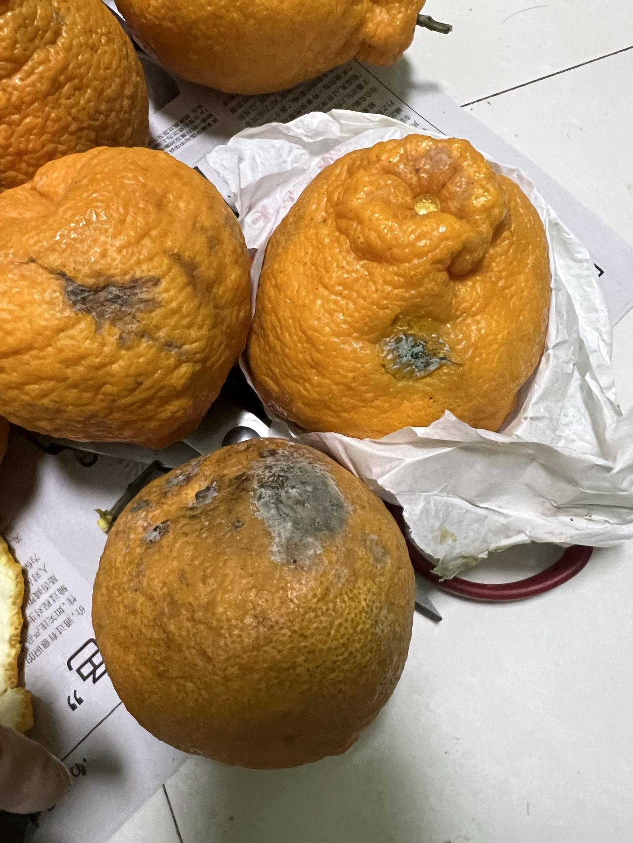 从网上买了一箱子耙耙柑，收到货全部都是这样子，这些耙耙柑又脏又发霉，即使没有坏的